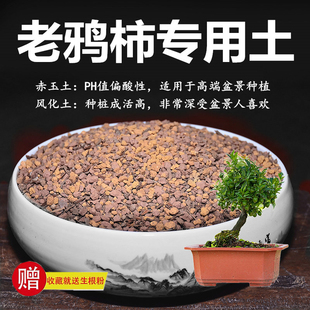 老鸦柿专用土赤玉土风化土风化石颗粒土酸性土红土专用肥玉肥营养
