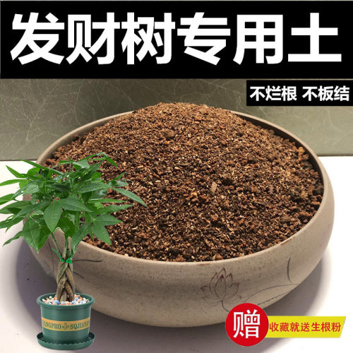 发财树专用土营养土颗粒土种植土风化土红土酸性盆栽土赤玉土花土