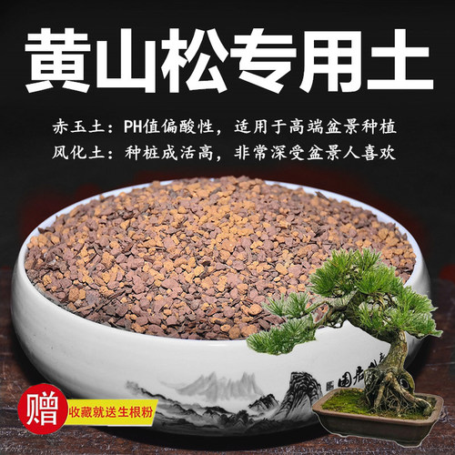 黄山松专用土松树赤玉土风化土风化石颗粒土酸性土红土专用肥玉肥