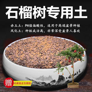 石榴树专用土赤玉土风化土风化石颗粒土酸性土红土专用肥玉肥营养