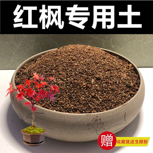 红枫专用土枫树土营养土盆栽花土风化土红土酸性盆景土赤玉土