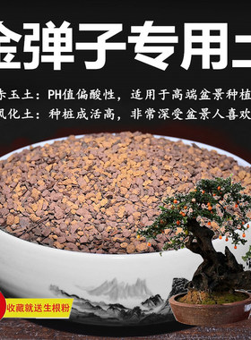 金弹子专用土赤玉土风化土