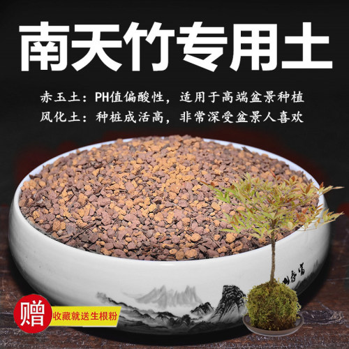南天竹专用土赤玉土风化土