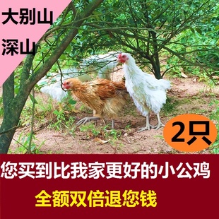 2只增加身高农家散养未打鸣童子鸡小公鸡刚打鸣土鸡没下蛋小母鸡