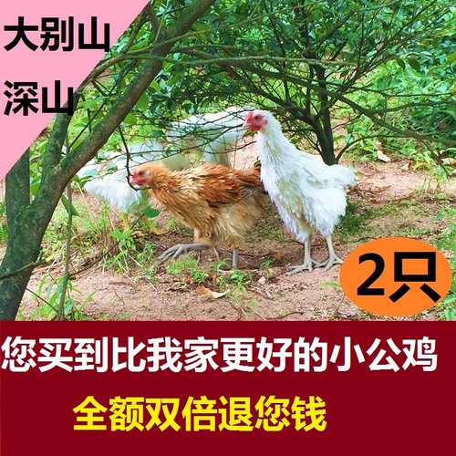 青少年没打鸣刚打鸣童子鸡小公鸡