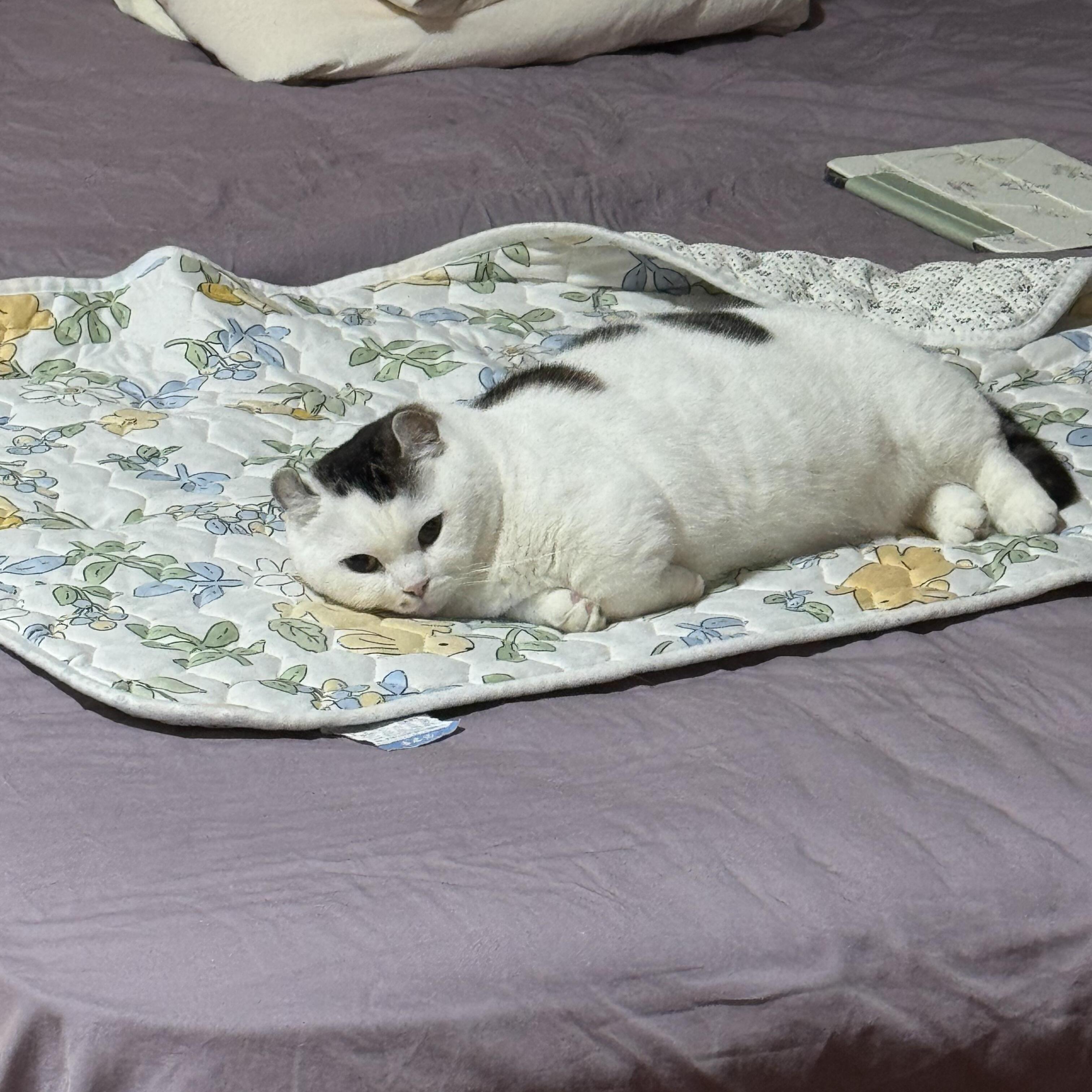猫咪垫子夏季睡觉凉席猫床宠物垫子狗狗四季通用2025新款透气专用