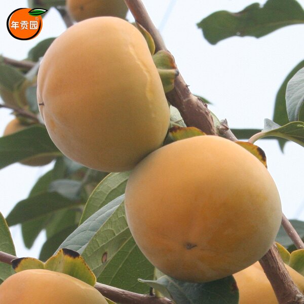 年贡园 现摘甜柿子 5斤装 优惠券折后￥24.9包邮（￥39.9-15）