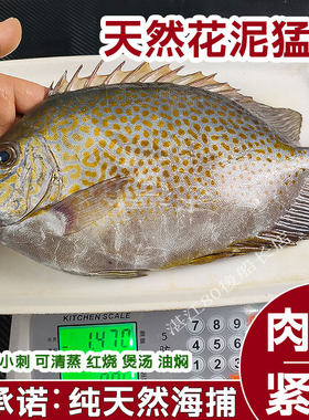 鲜活海捕花泥猛鱼新鲜冷冻花鳗鱼