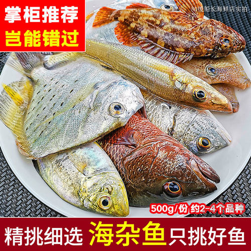 天然杂鱼鲜活海钓海鱼网捕小杂鱼