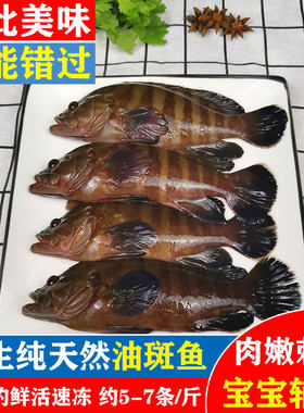 湛江特产海鲜油斑仔肉多刺少鲜美