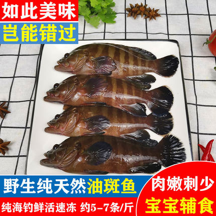 海鱼新鲜鲜活石斑鱼海钓野生小石斑黑水浓湛江海鲜水产特产油斑仔