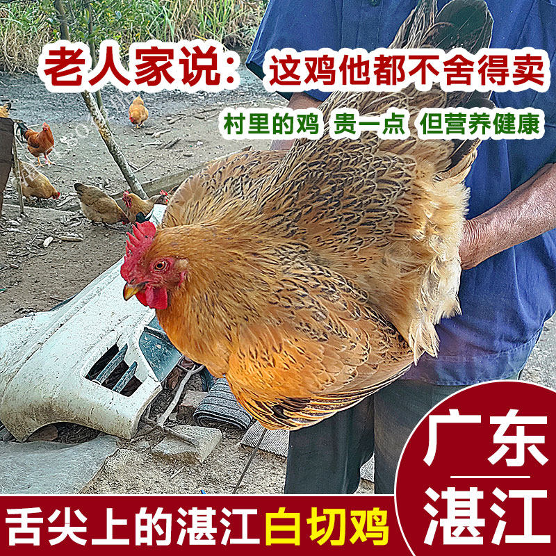 湛江鸡湛江本地农家走地鸡土鸡