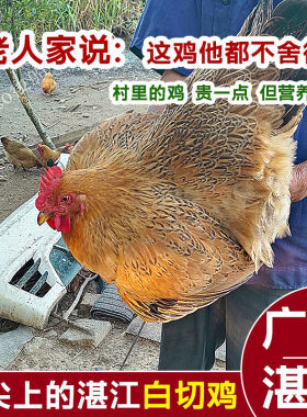湛江鸡湛江本地农家走地鸡土鸡