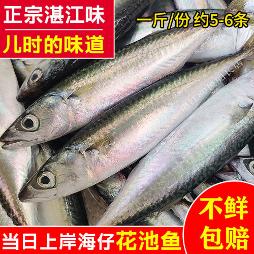 新鲜网捕花池仔鲜活青花鱼花胶池