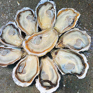 湛江官渡生蚝鲜活海捕5斤新鲜大个带壳烧烤清蒸生蚝海鲜水产贝类