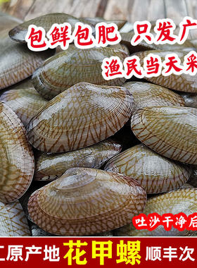 湛江特产海鲜贝类花甲王花蛤油蛤