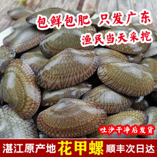 湛江海鲜水产海贝类花甲螺现挖油蛤花蛤琉璃蛤文蛤鲜活网纹花甲王