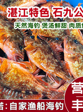 海钓石九公鱼石狗公鲜活小石斑仔