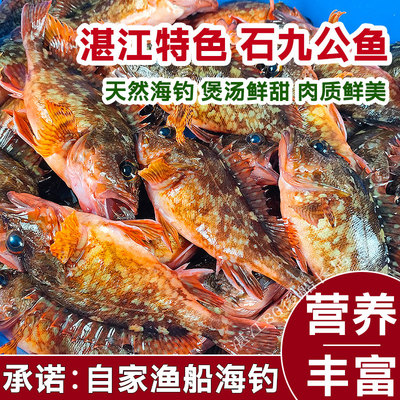 海钓石九公鱼石狗公鲜活小石斑仔
