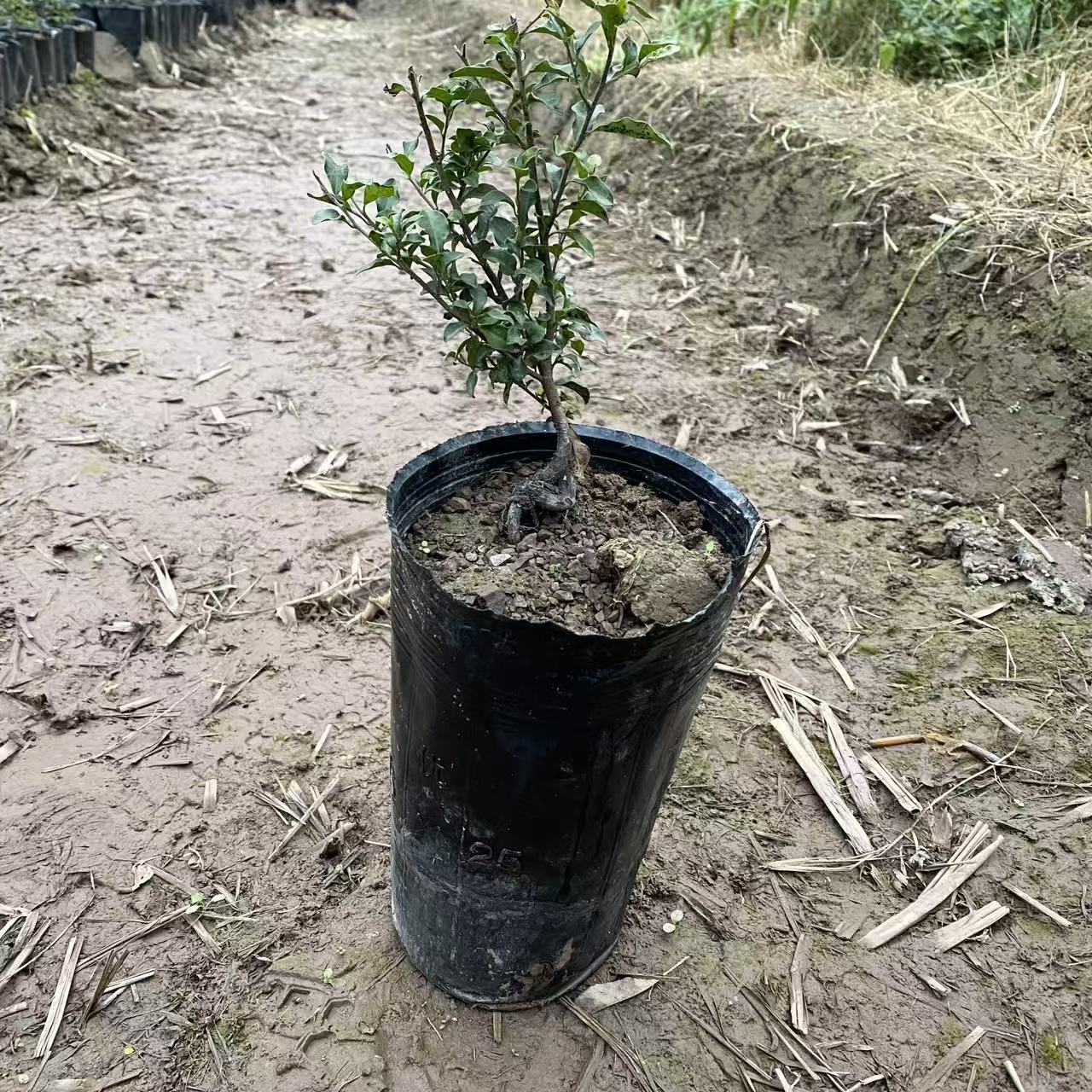 金弹子盆栽盆景花卉