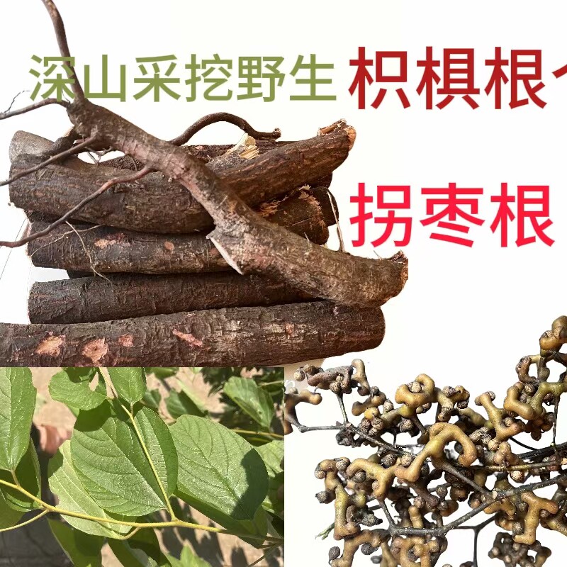 正宗拐枣树根万寿果根 鸡爪梨金钩子枳椇子老树根中药材泡酒