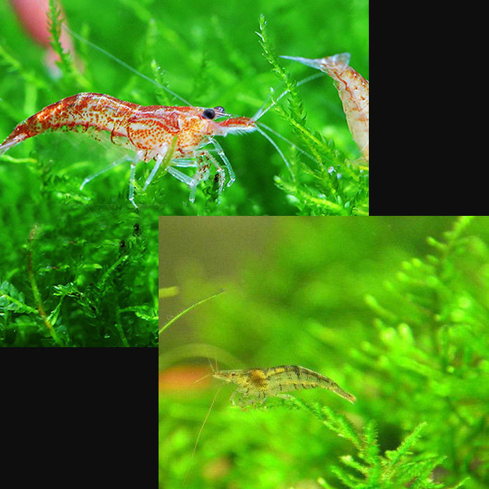 樱花 虾除藻虾小米虾 除藻工具草缸樱花虾 活体热带观赏宠物虾