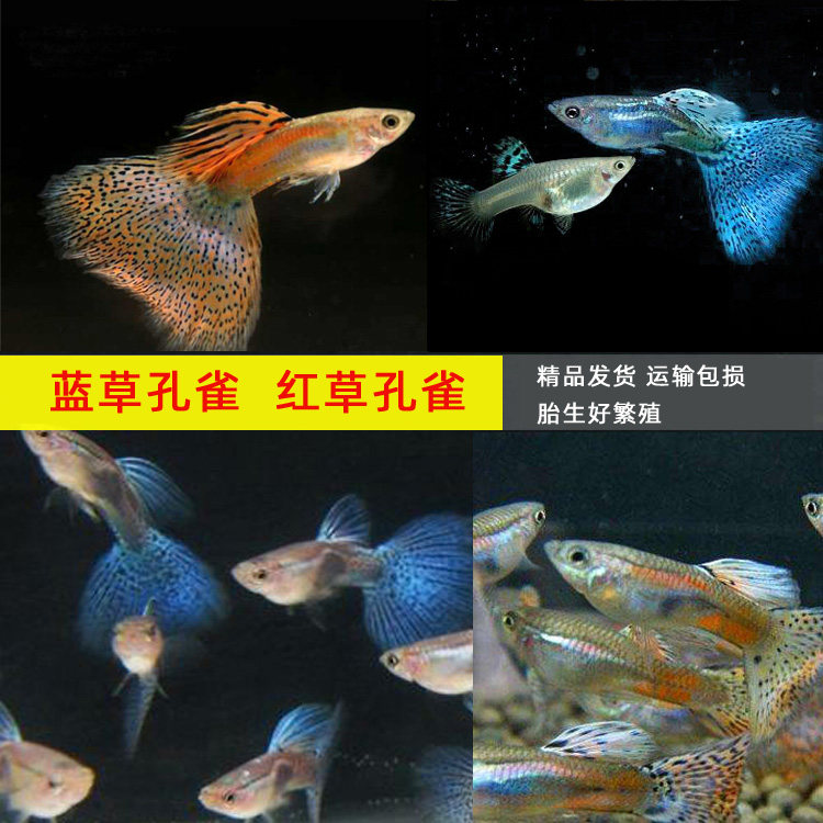蓝草孔雀鱼练手 草缸鱼红草尾孔雀胎生可繁殖 公母配对热带观赏鱼