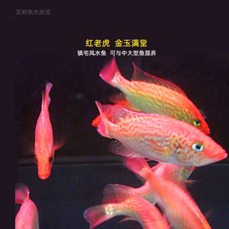 红老虎鱼 金玉满堂鱼红头金鲷大型淡水养殖可混养热带观赏鱼活体