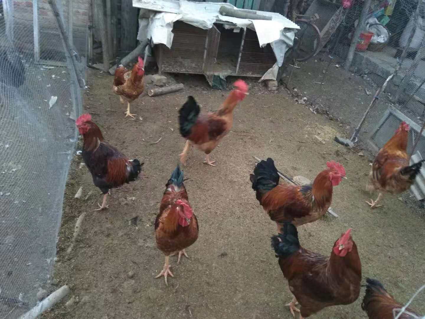 正宗庄河大骨鸡农村散养闯山走地溜达土大公鸡笨柴鸡净肉冰鲜包邮