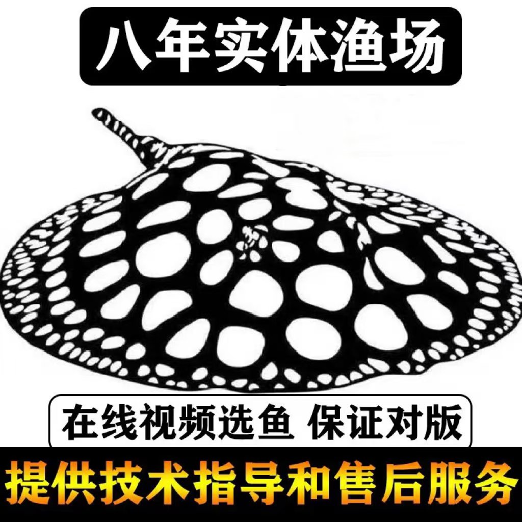 魟鱼皇冠黑白活体黑金异形鱼黑帝王珍珠魟淡水鳐鱼观赏鱼龙鱼配鱼