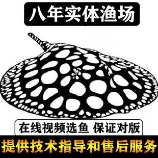 魟鱼皇冠黑白活体黑金异形鱼黑帝王珍珠魟淡水鳐鱼观赏鱼龙鱼配鱼