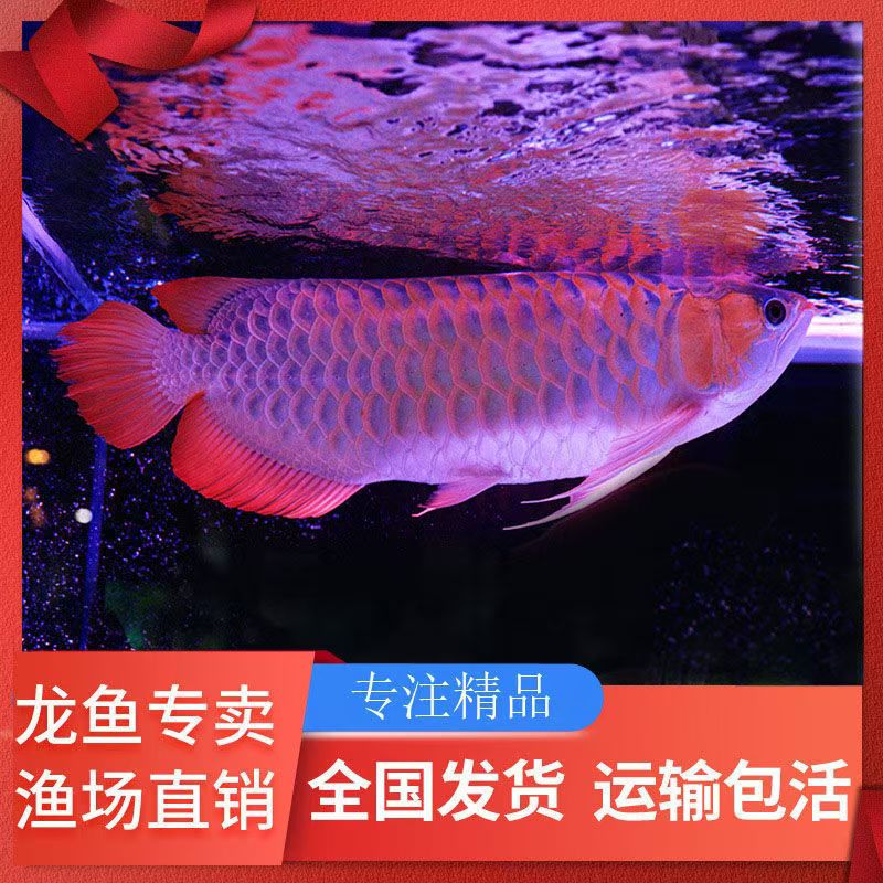 印尼红龙鱼活鱼过背金龙高端精品赛级辣椒赤血龙鱼幼苗大型观赏鱼