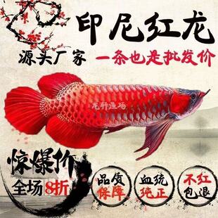 印尼纯血红龙鱼活鱼大湖辣椒赤血红龙鱼苗幼苗热带鱼中大型观赏鱼