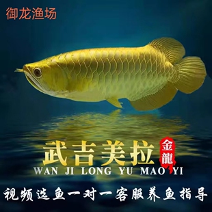 金龙鱼活鱼热带鱼过背金龙练手龙鱼红龙鱼幼苗高背金龙观赏小鱼苗