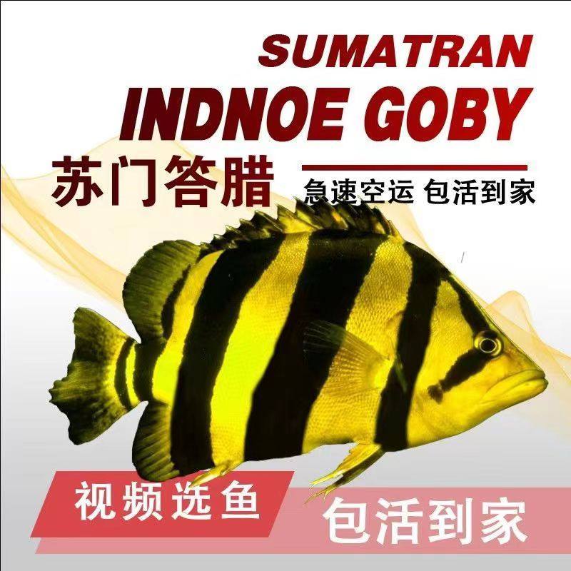 苏门答腊虎鱼印尼虎鱼活体苏虎鱼苗纯三纹四纹虎热带观赏龙鱼配鱼