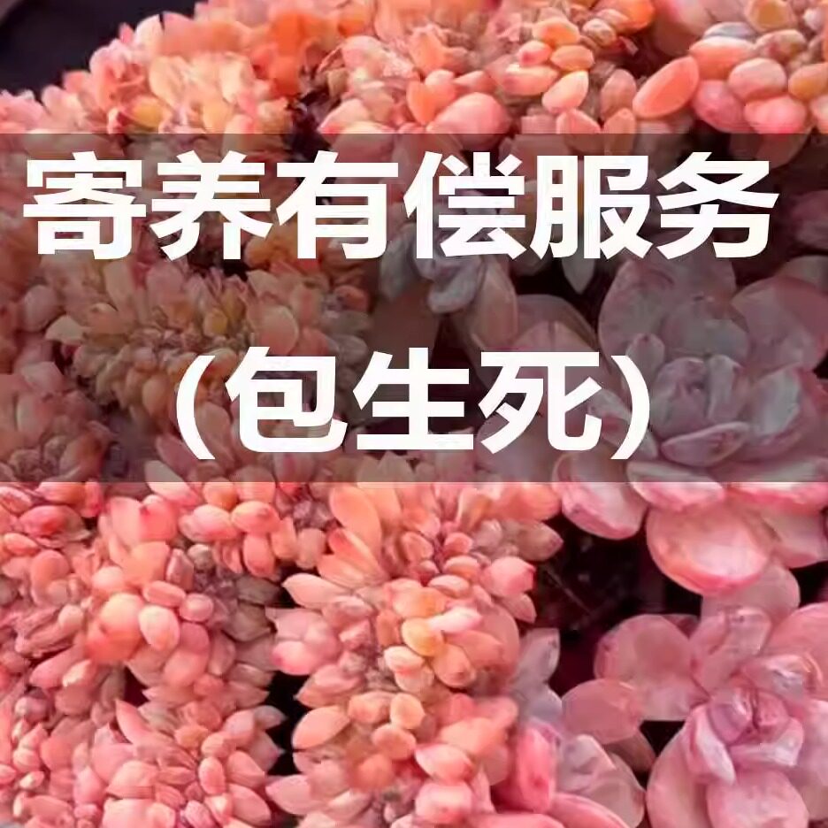 多肉植物寄养有偿服务链接 橙梦露 星影 租台