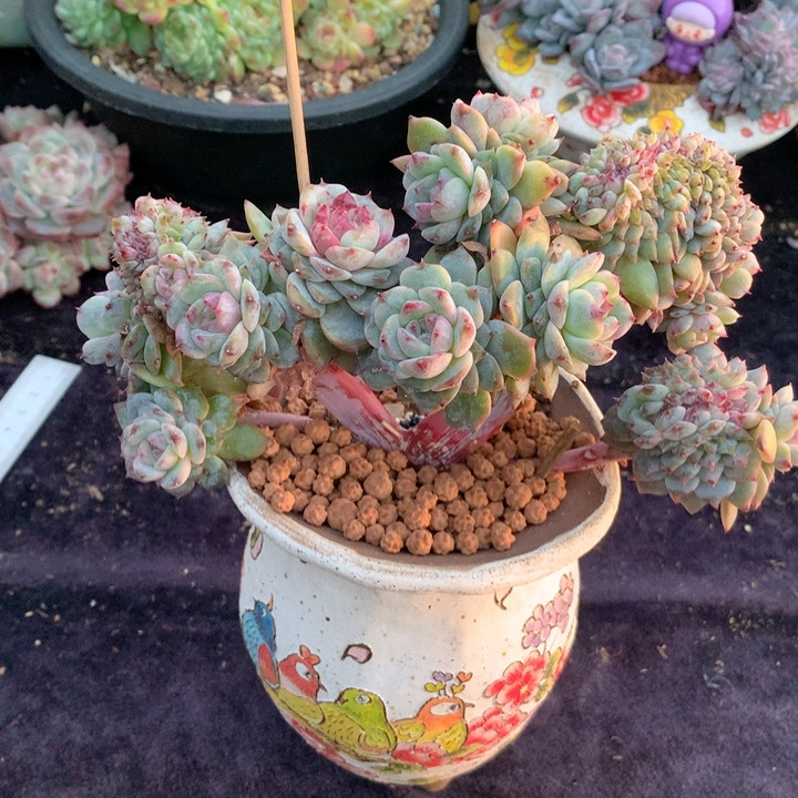 树莓红茶冰魄缀微瑕,鲜花速递/花卉仿真/绿植园艺,多肉植物,淘宝优惠券,粉丝福利购,淘宝优惠卷