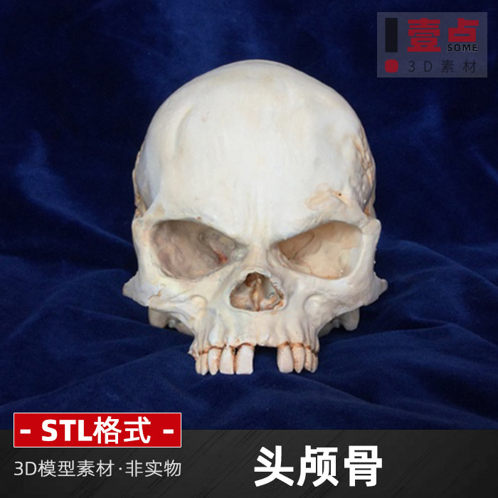 头颅骨3d打印模型源文件人体颅骨骷髅头stl数据三维图纸素材