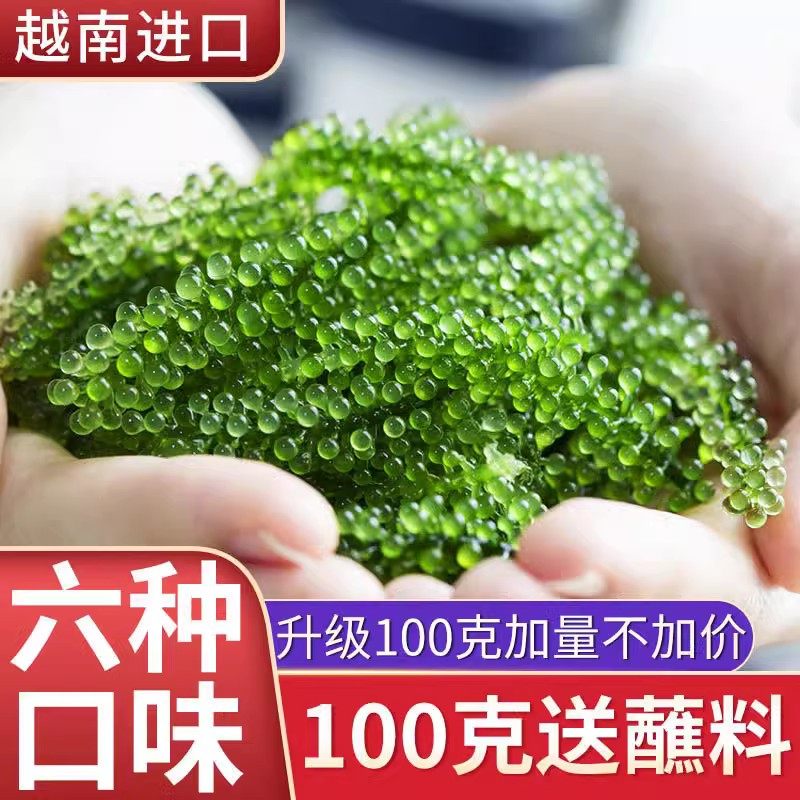 盐渍海葡萄100g新鲜网红即食长寿菜海藻菜海菜绿色鱼子酱寿司海带
