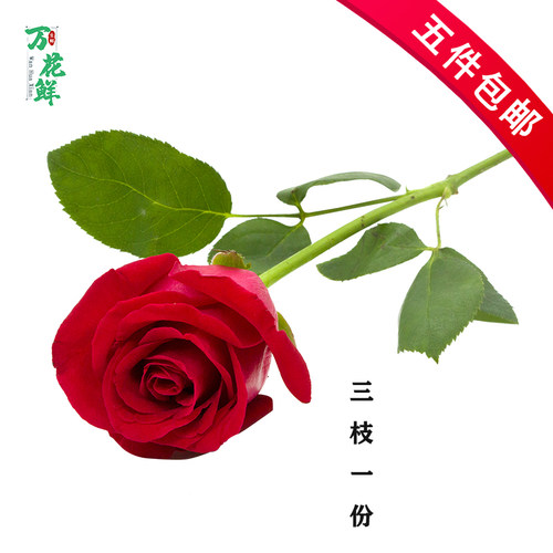 月季花酒店装饰烘焙点缀红玫瑰