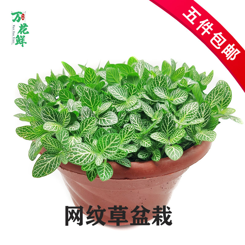 网纹草新鲜整盆绿植日料摆盘鲜花
