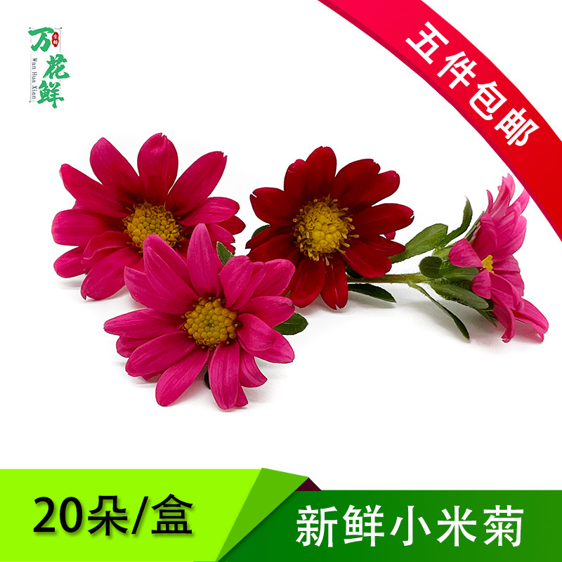 小米菊花新鲜 食用花20朵小雏菊花 酒店西餐烘焙摆盘装饰点缀鲜花