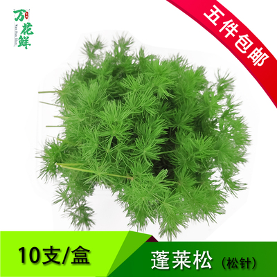 蓬莱松 新鲜 松针 松树针叶一盒约10支 酒店西餐餐饮摆盘装饰点缀