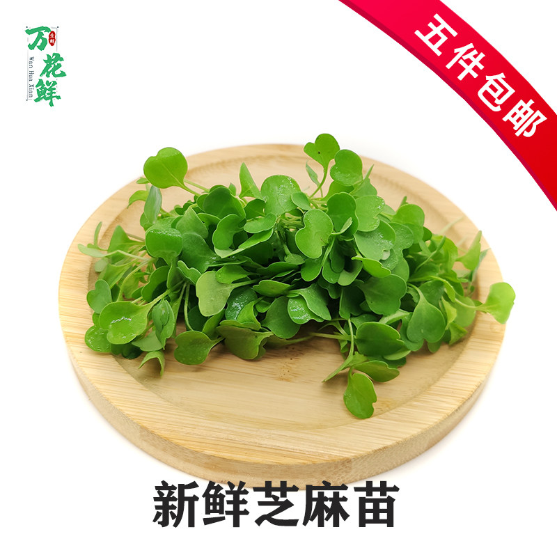 芝麻苗新鲜蔬菜芝麻菜芽菜可食用