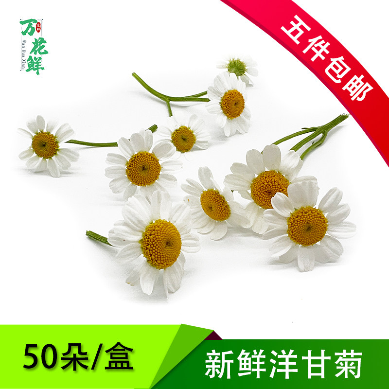 新鲜 洋甘菊 小白菊50朵/盒 冷菜酒店餐饮日料冷盘摆盘装饰花草