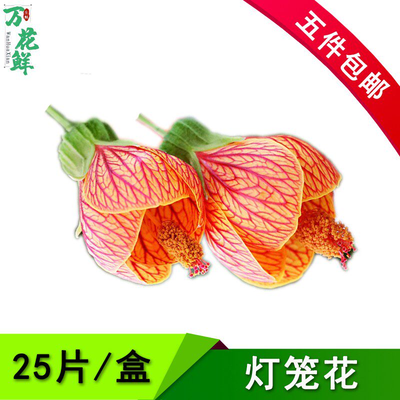 灯笼花新鲜红灯笼倒挂西餐日料