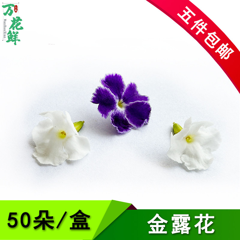 新鲜巧克力花蕾丝金露紫梅非三色堇食用花50烘培西餐酒店摆盘装饰
