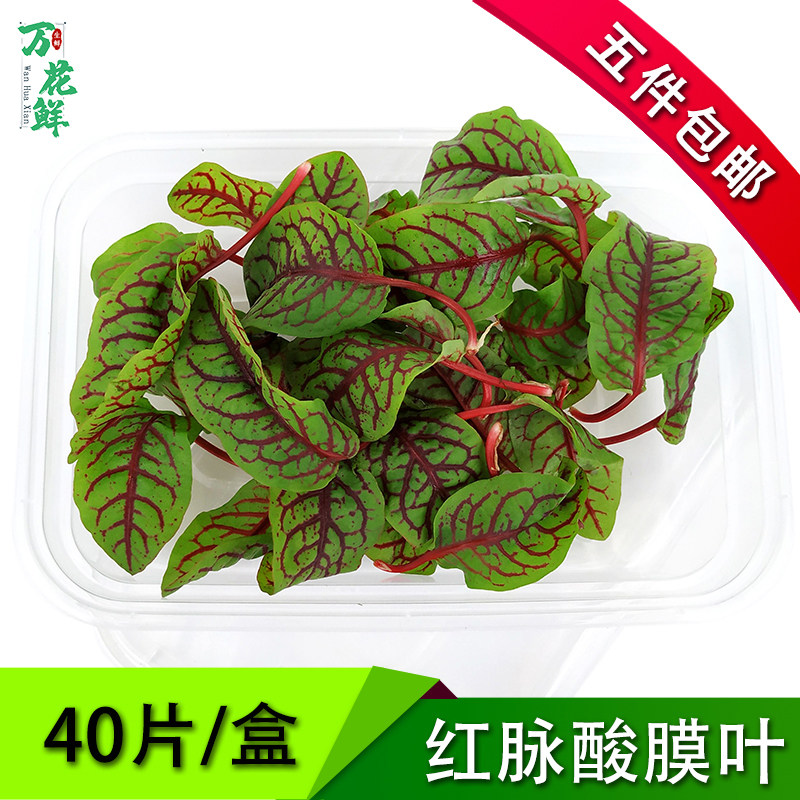 新鲜 红脉酸膜酸模叶红酸模草酢浆草食用花酒店摆盘装饰