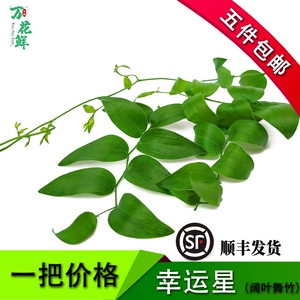 新鲜 幸运星 阔叶舞竹 熊猫竹 食用花草 酒店西餐摆盘装饰