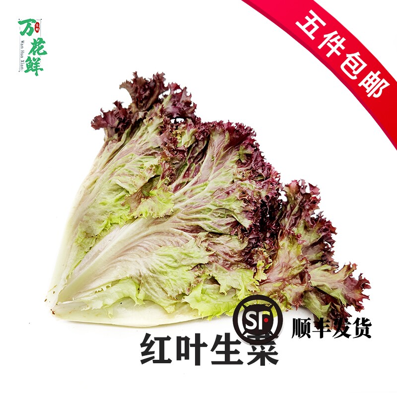 红叶生菜新鲜蔬菜罗莎红沙拉蔬菜食材沙拉清洗即食500g紫叶生菜